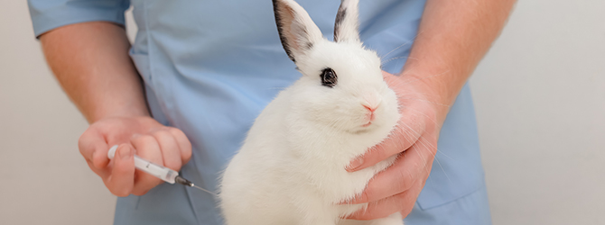 Photo of a rabbit receiving a vaccination shot to protect against rabbit viral haemorrhagic disease (RVHD), emphasising the importance of preventative healthcare for rabbits.