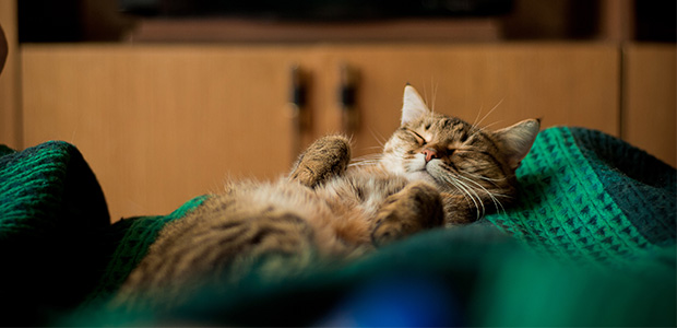 Calm cat, unbothered by fireworks, snoozing on its back