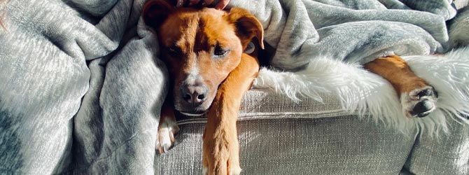 dog curled up on the sofa for article on money saving tips for dog owners