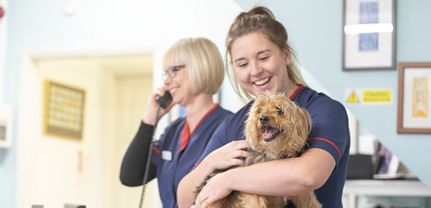 Dog at a local vets near me for article on find a vet