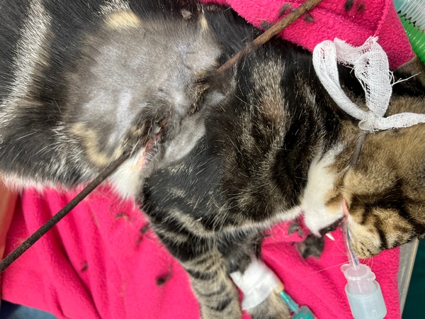 cat laying with metal pole in him