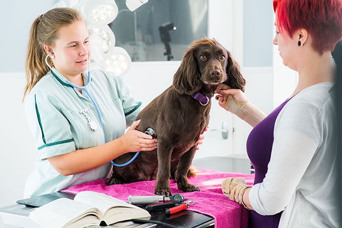 Vet discussing the cost of veterinary treatment with owner