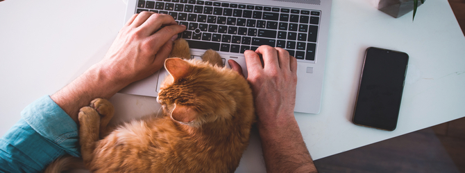 Ginger cat on a laptop