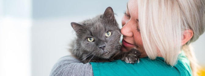 cat receiving vet attention