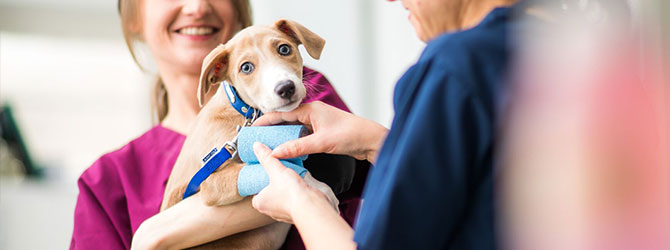 puppy having an in practice check up