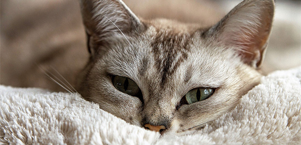 cat with chin buried in carpet