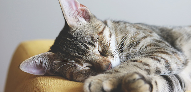 cat curled up on couch