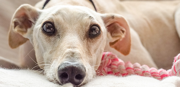 whippet lying on bed