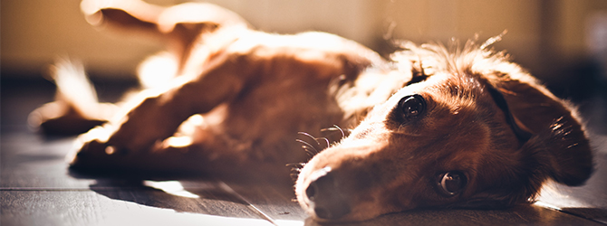 dog lying on side