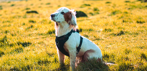 dog sitting on grass