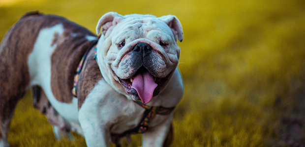 bulldog in field