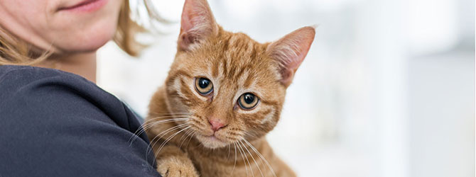 cat having asthma check up