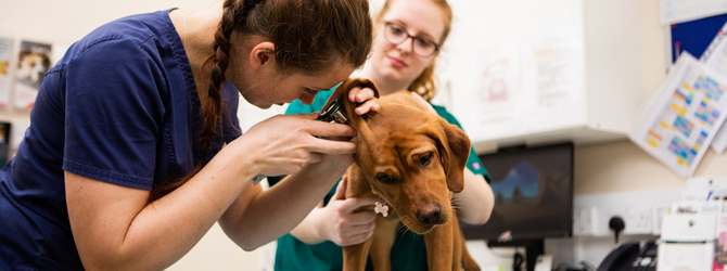 Dog being seen by vet for article on leishmaniasis in dogs