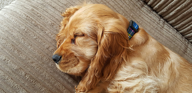 golden retriever asleep on couch