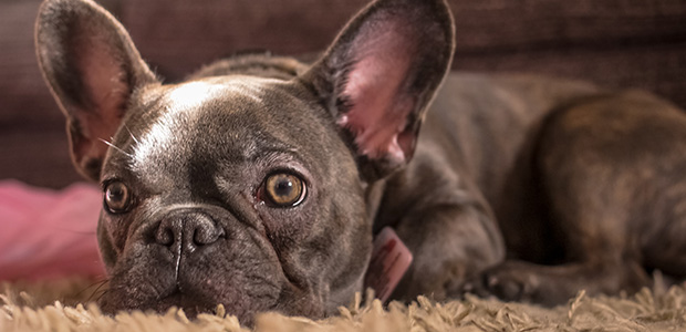 french bulldog lying on carpet