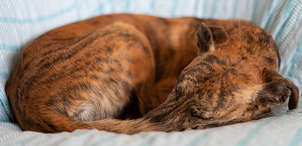 Whippet curled up on sofa for article on womb infection in dogs