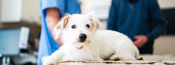 Dog having veterinary check up for article on kidney failure in dogs