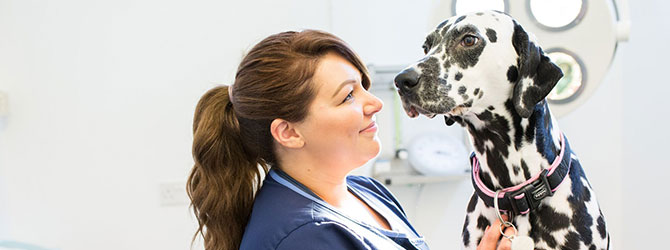 Dog attending veterinary clinic for a worming check up