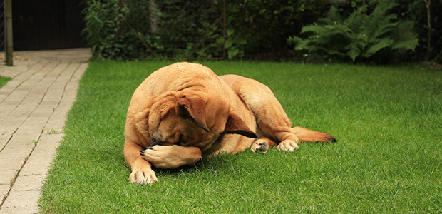 how long after weed killer can dogs go out