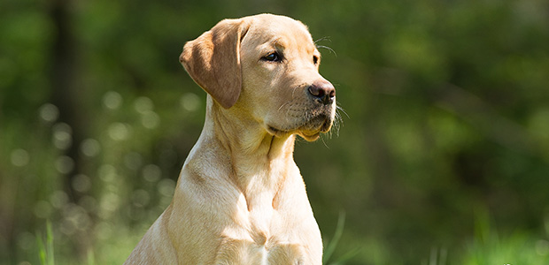 how long after weed killer can dogs go out