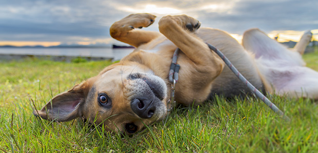 dog lying on back in a field