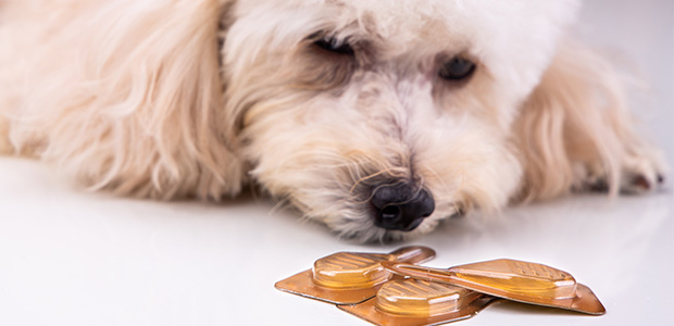 poodle sniffing vial of oil