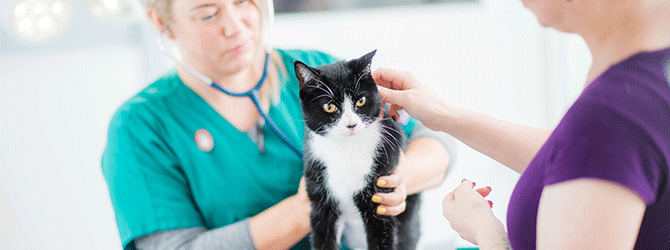 A photo of a cat being examined for symptoms of feline leukaemia virus (FeLV), emphasising the importance of feline leukaemia prevention and vaccinations in protecting cats.