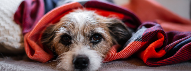 Small dog wrapped in blanket on couch