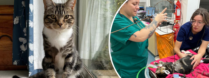 Cat under sedation with metal rod impaled through it 