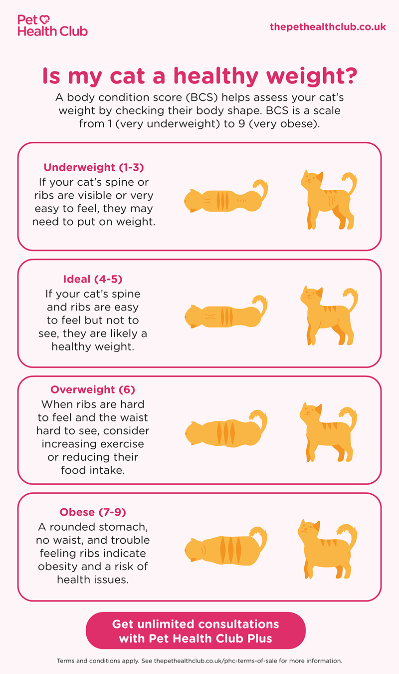 Cat Weight Chart, helping owners tell if their cat is overweight.