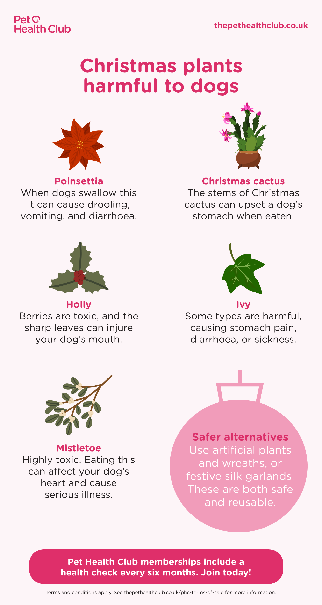 Infographic depicting 5 Christmas plants dog owners should avoid: poinsettia, holly, mistletoe, Christmas cactus, and ivy.