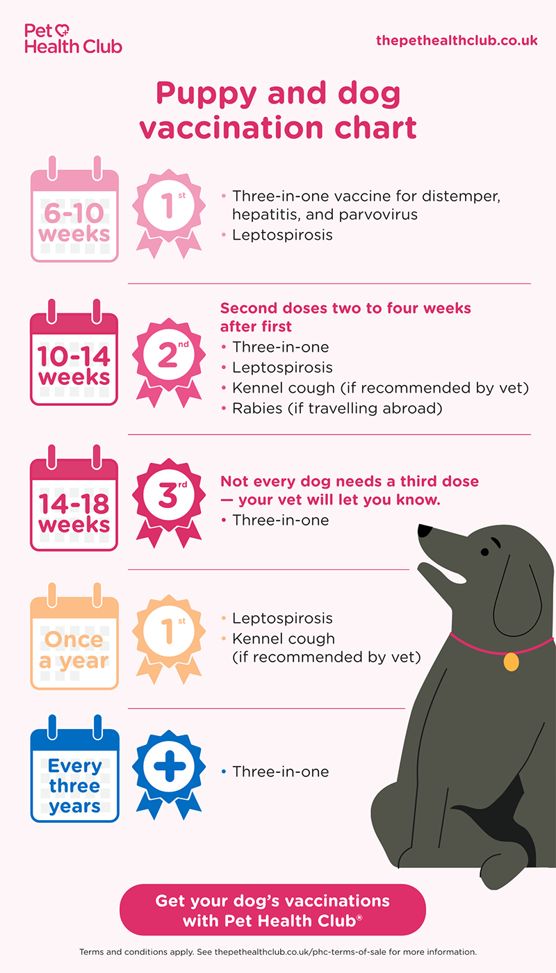 A puppy vaccination schedule, showing when puppies receive their first vaccines for leptospirosis, infectious canine hepatitis, parvovirus, and distemper. It also covers kennel cough, which is a non-core vaccine.