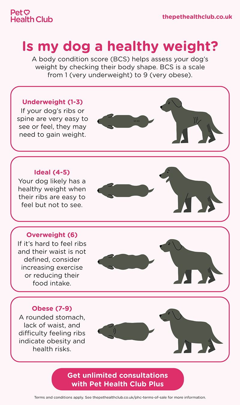 A dog weight comparison chart, helping owners tell if their dog is overweight.