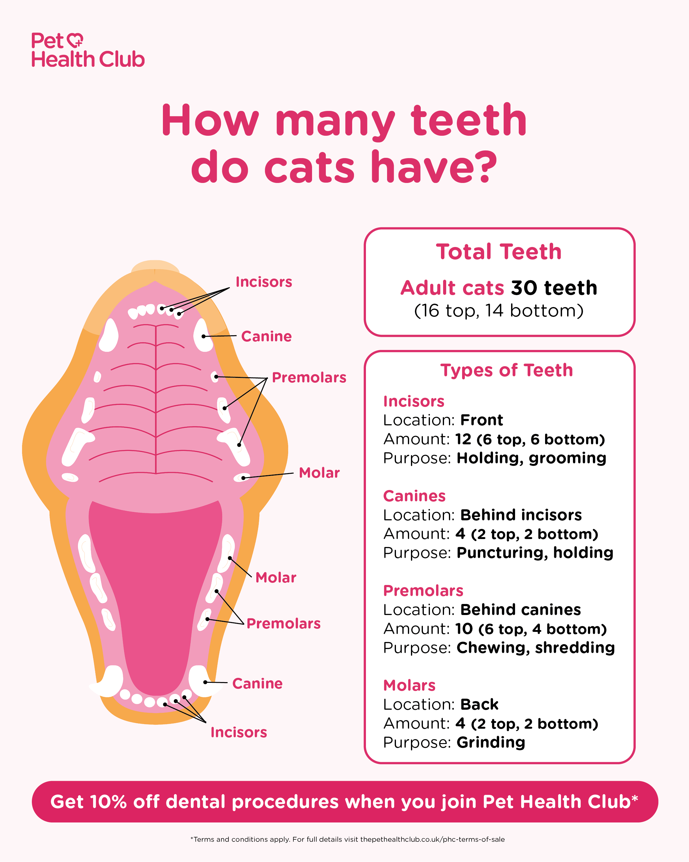 Infographic illustrating how many teeth adult cats have, showing a detailed diagram of a cat’s mouth with 30 teeth: 12 incisors, 4 canines, 10 premolars, and 4 molars. It explains the purpose of each type of tooth for chewing, grooming, and grinding, offering a clear understanding of cat dental anatomy. Ideal for cat owners learning about cat dental care and how many teeth adult cats have.