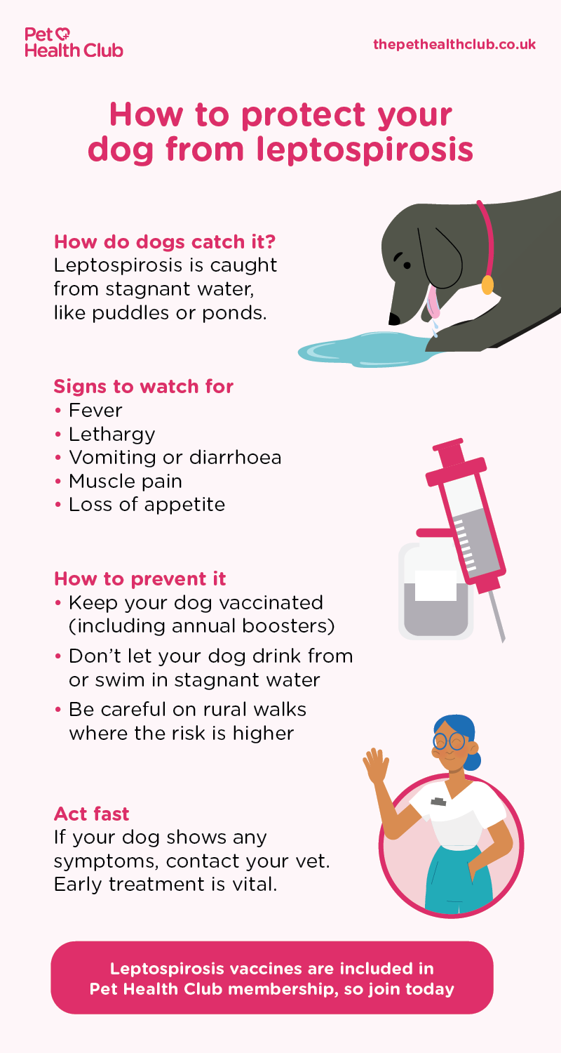 Leptospirosis in dogs infographic: detailing how they catch it, symptoms like fever and vomiting, and prevention tips, including vaccines available with Pet Health Club membership.