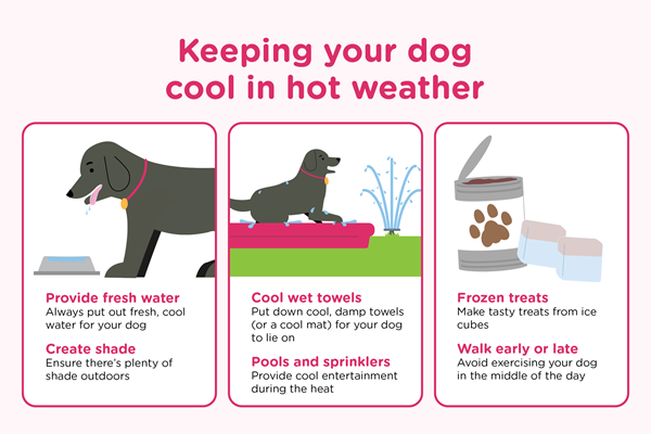 An infographic titled 'Keeping your dog cool in hot weather'. There are six tips offered to dog owners. Firstly, dog owners should always provide fresh, cool water for their dogs during hot weather. Secondly, dog owners should create shade outdoors for their dog. Thirdly, cool wet towels being left out for dogs to lie on are recommended as a great way to cool dogs down. Fourthly, pools and sprinklers are noted as being a fun way to keep your dog cool. The fifth tip is to create tasty treats from ice cubes. Lastly, but very importantly, it is advised that dog owners avoid walking their dogs in the middle of the day when it is hot. During high summer dog walks should be kept to the early morning or late evening instead.