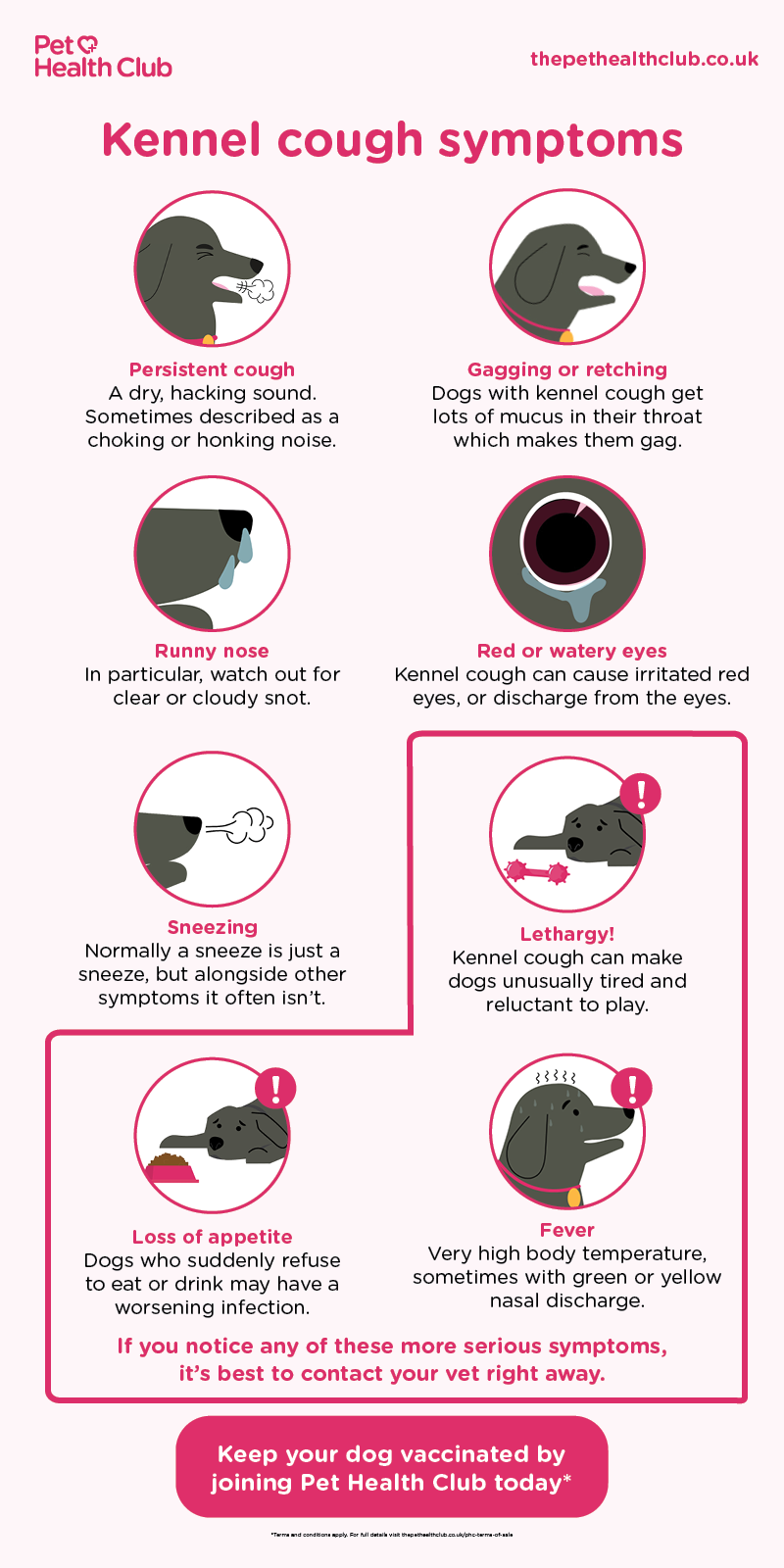 kennel cough symptoms infographic