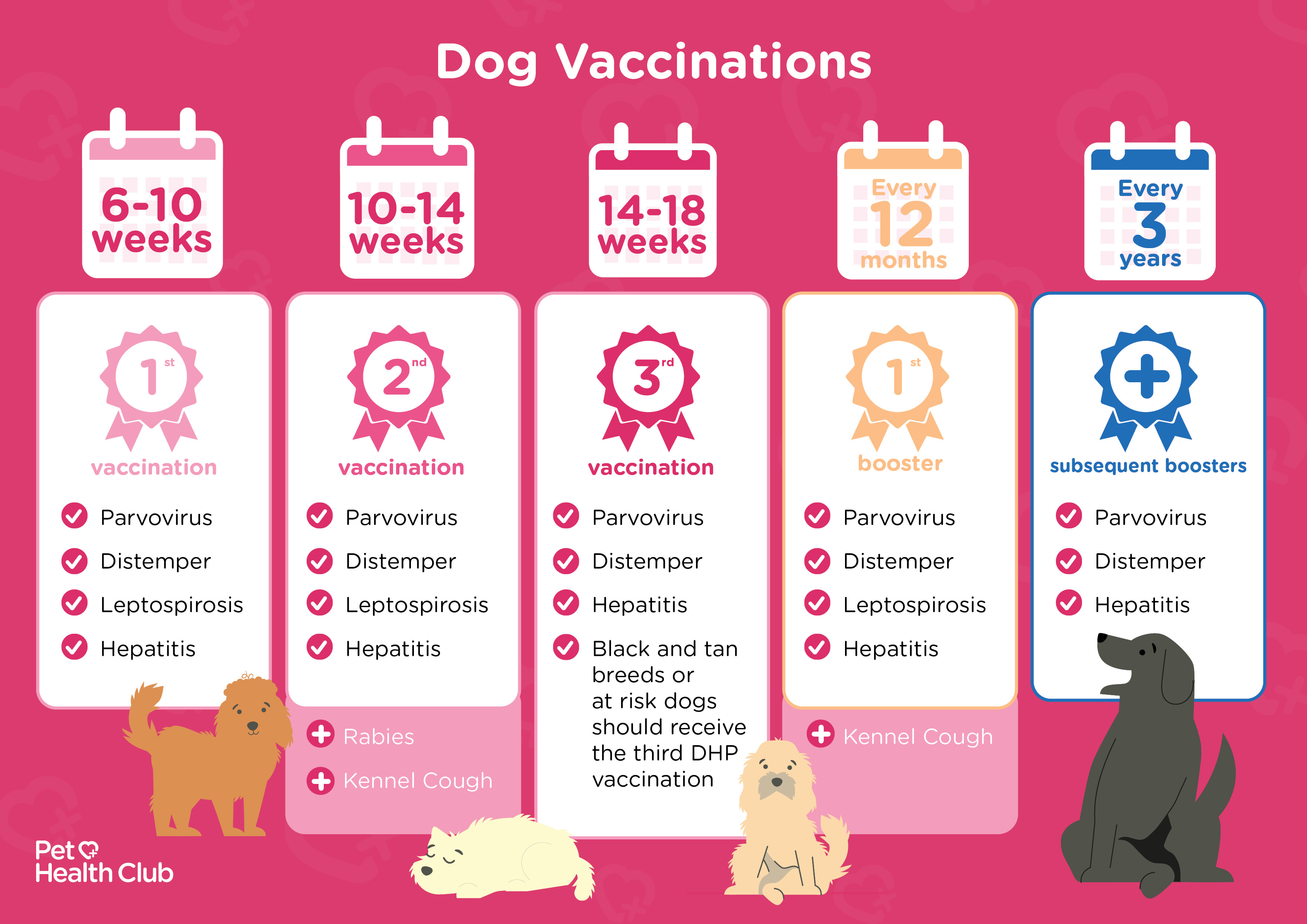 Puppy Vaccinations - Puppy Vaccine Schedule - My Family Vets