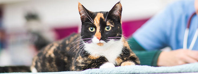 a cat visiting a veterinary clinic for adoption