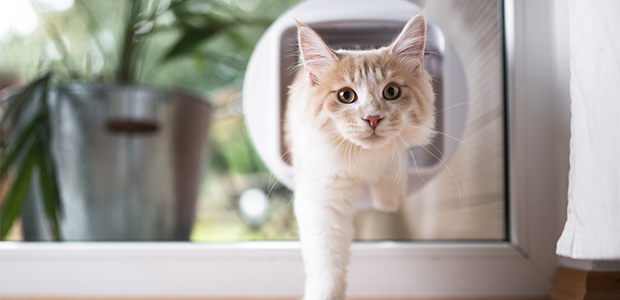 cat going through cat flap