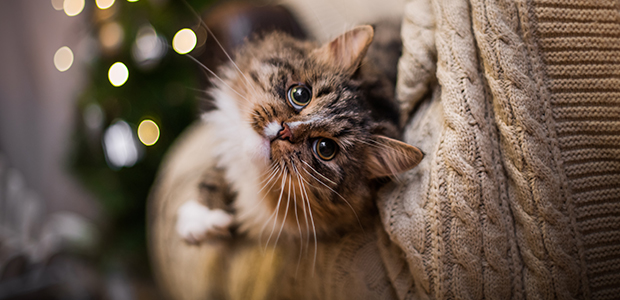 cat on sofa at christmas