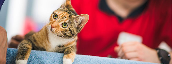 Cat playing at veterinary practice for article on cattery near me