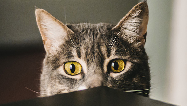 cute cat behind table