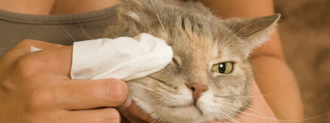 chlamydia cat treatment