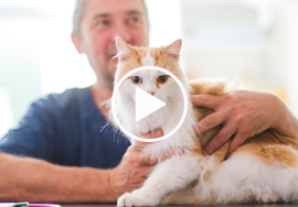 applying flea treatment to cats