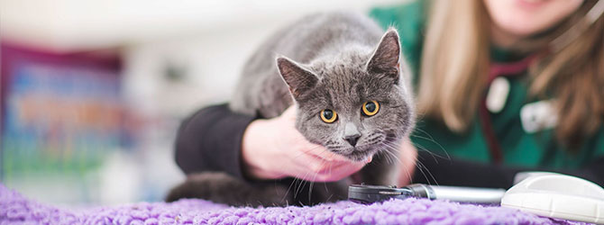 cat receiving attention at veterinary surgery