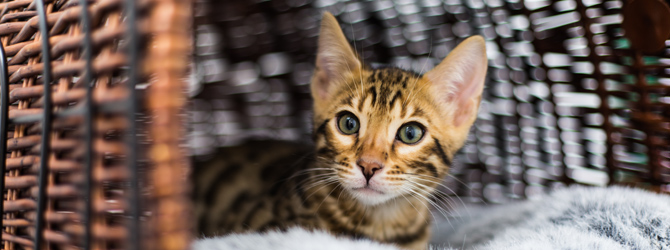 Image of a cat in a basket for article on facts about cats