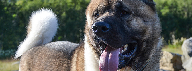 akita dog with tongue out