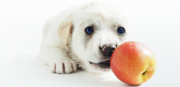 what happens if a dog eats a whole apple