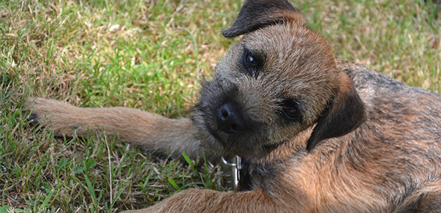 cute border terrier on grass